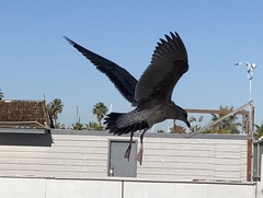 Larus occidentalis