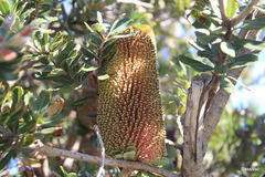 Banksia praemorsa