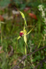 Caladenia flavovirens