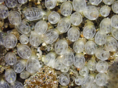 Pycnoclavella stanleyi