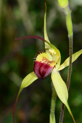 Caladenia flavovirens