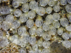 Pycnoclavella stanleyi