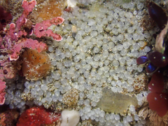 Pycnoclavella stanleyi