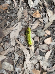 Opodiphthera eucalypti