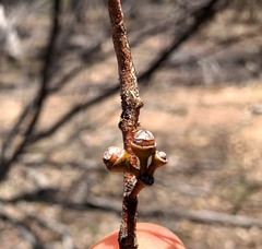 Eucalyptus infera