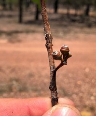 Eucalyptus infera