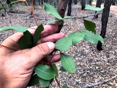 Eucalyptus infera