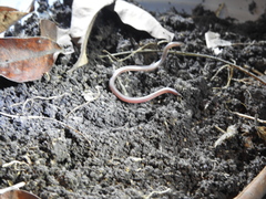 Leptotyphlopidae
