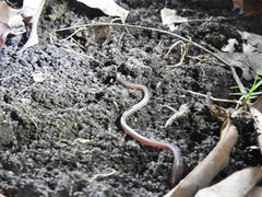 Leptotyphlopidae