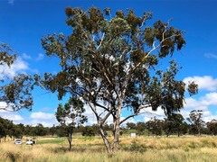 Eucalyptus terrica