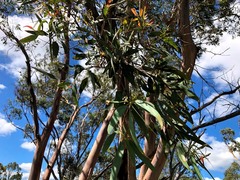 Eucalyptus terrica