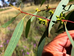 Eucalyptus terrica