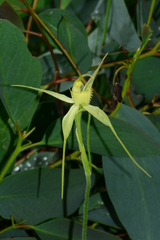 Caladenia flavovirens