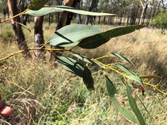 Eucalyptus terrica