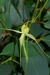 Caladenia flavovirens
