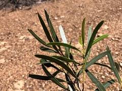 Eucalyptus viridis