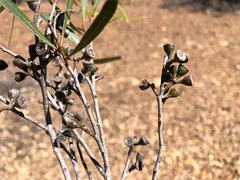 Eucalyptus viridis