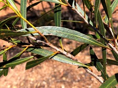 Eucalyptus viridis