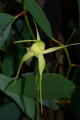 Caladenia flavovirens