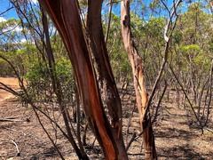 Eucalyptus viridis