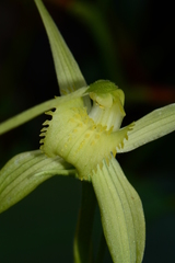 Caladenia flavovirens