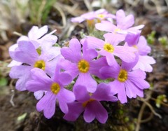 Primula concinna