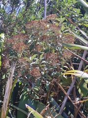 Olearia × macrodonta