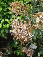 Olearia × macrodonta