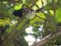 Capito maculicoronatus