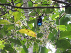 Dacnis venusta