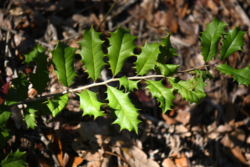 Ilex opaca image