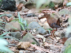 Amaurolimnas concolor