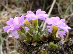 Primula concinna