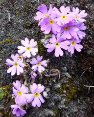 Primula concinna