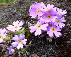 Primula concinna
