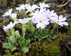 Primula concinna