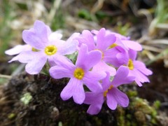 Primula concinna