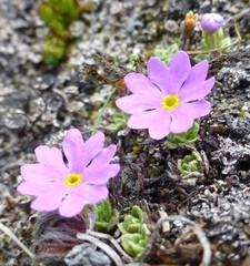 Primula concinna