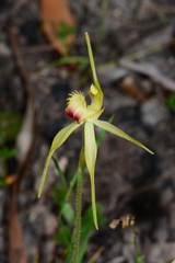Caladenia flavovirens