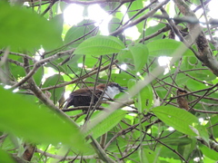 Pheugopedius fasciatoventris
