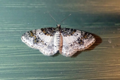 Hydrelia lucata