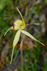 Caladenia flavovirens