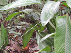 Microbates cinereiventris