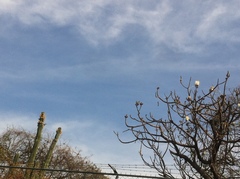 Pseudobombax palmeri