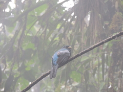 Trogon comptus