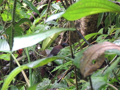 Hafferia zeledoni