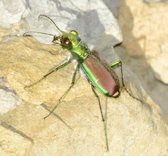 Cicindela splendida