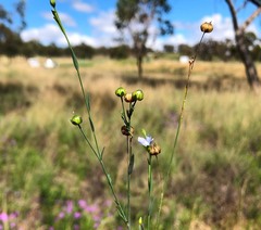 Linum marginale