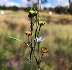Linum marginale
