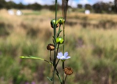 Linum marginale
